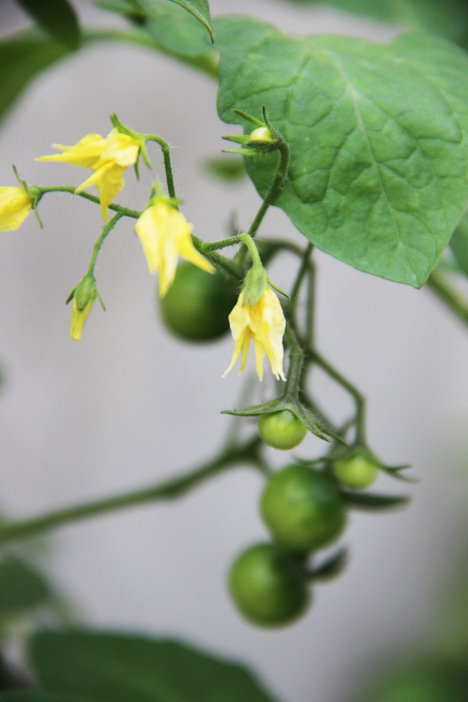 mon-potager-en-ville