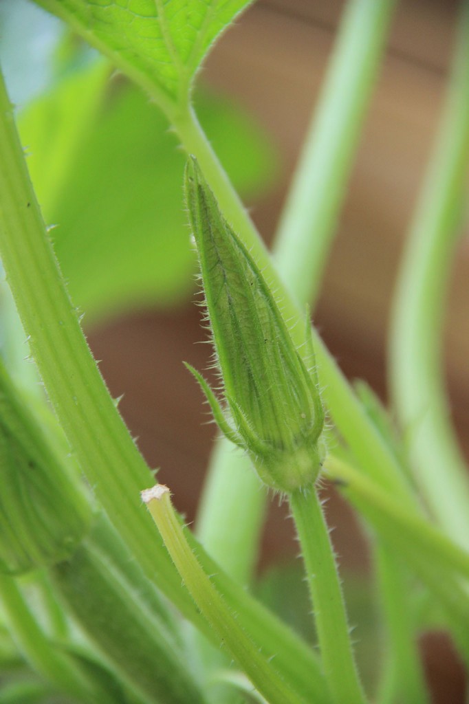 mon-potager-en-ville3