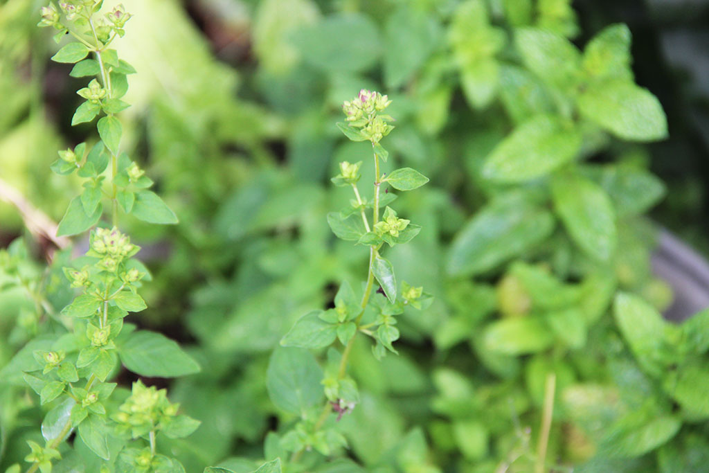 mon-potager-en-ville4