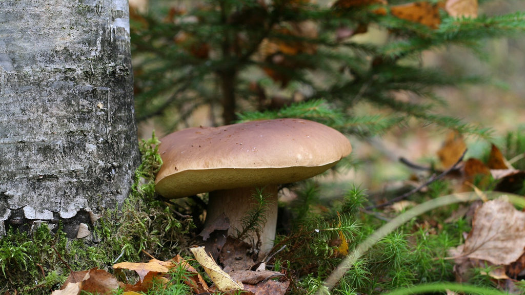 Comment On Dit Champignon En Anglais Comment On Dit Champignon En Anglais - Communauté MCMS